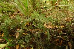 Hymenophyllum sanguinolentum. Plants growing on a rotten branch 
 Image: L.R. Perrie © Te Papa 2011 CC BY-NC 3.0 NZ